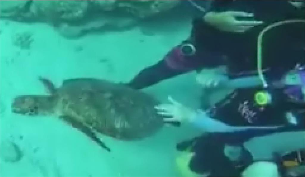 遊客到小琉球潛水，伸手觸碰海龜。圖：台視新聞