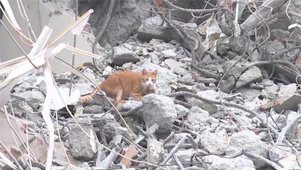 罹難師愛貓疑現蹤，在瓦礫堆上四處張望。圖／台視新聞