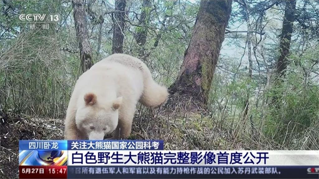 四川臥龍貓熊基地首度公開白貓熊影像。圖／路透社、CCTV