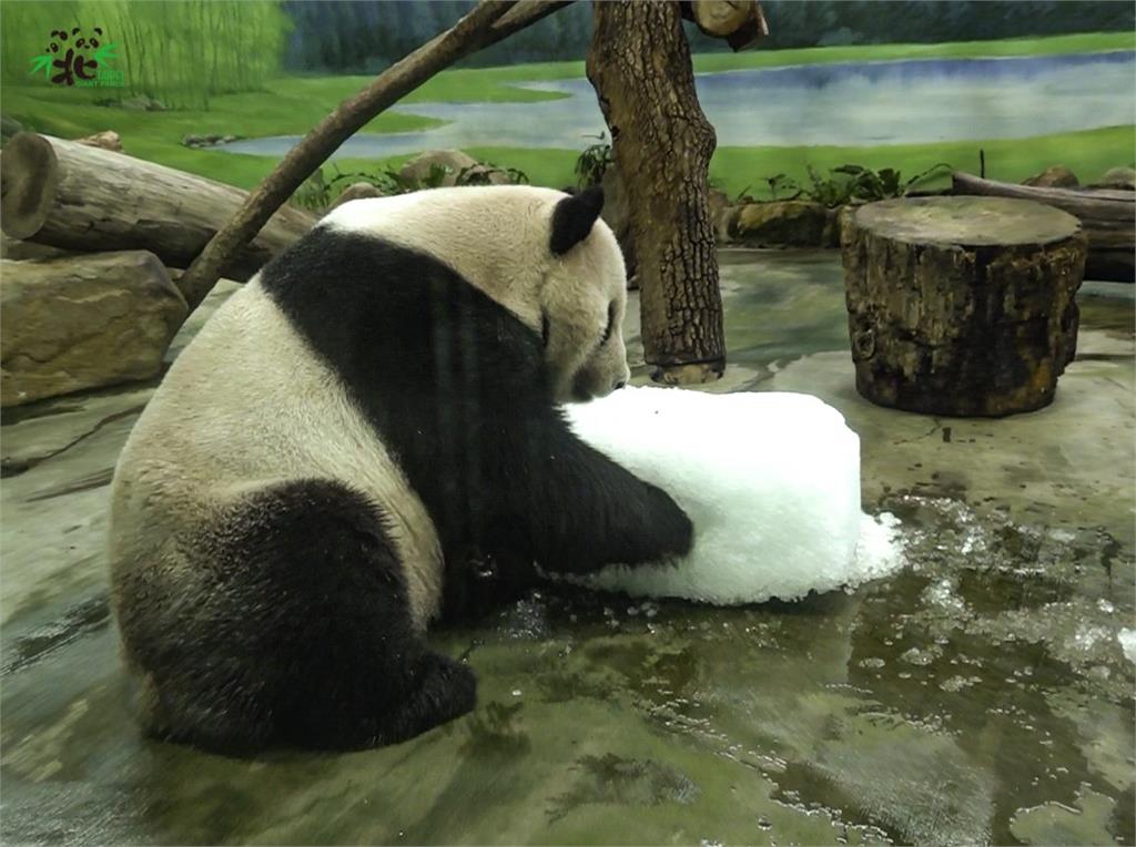 大貓熊「團團」的耶誕節禮物。圖／台北市立動物園