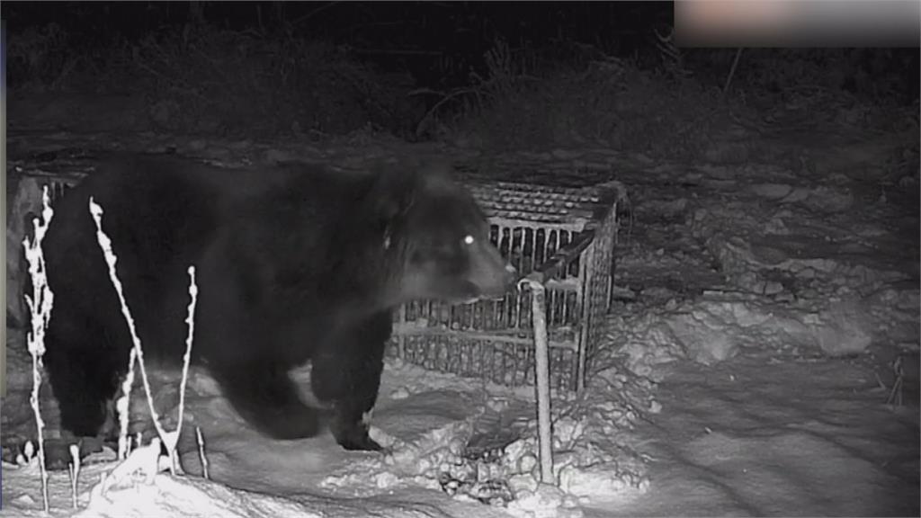 日本熊熊危機不斷擴大 警方獲授權用槍驅野熊