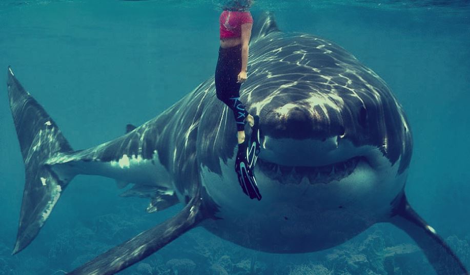 埃及紅海沿岸近期發生兩起鯊魚咬死遊客事件。示意圖／翻攝自Pixabay