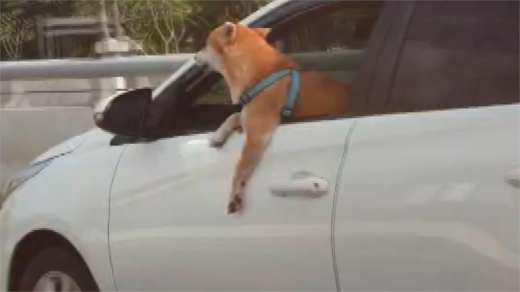 有駕駛行駛時卻讓寵物狗待在駕駛座。圖／台視新聞
