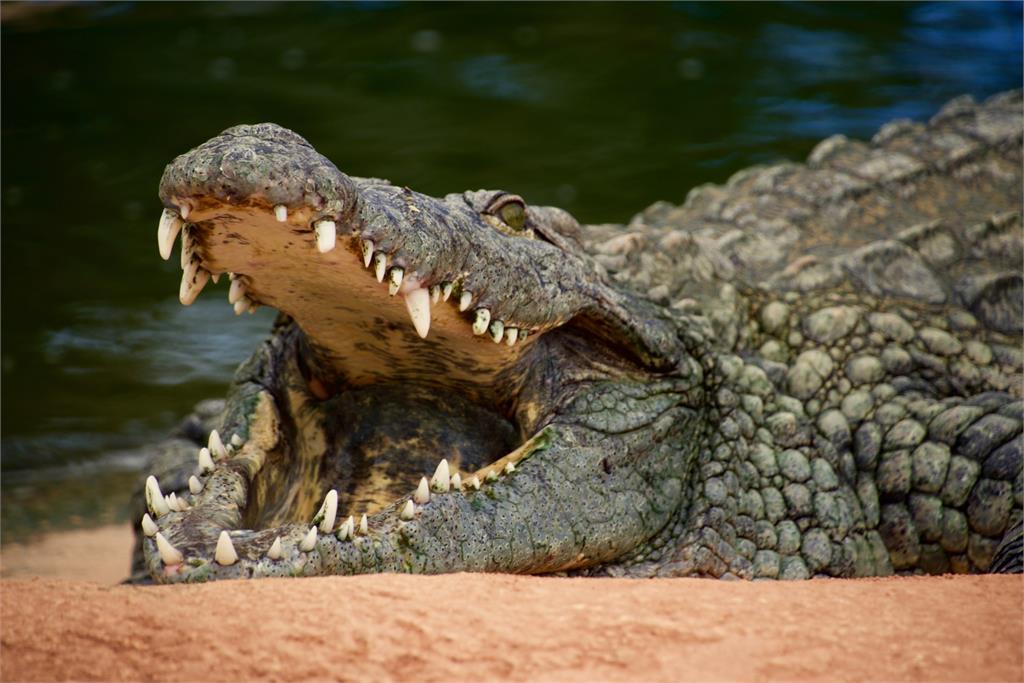 烏干達一隻巨鱷14年害了83條人命。圖／翻攝自Unsplash（示意圖）
