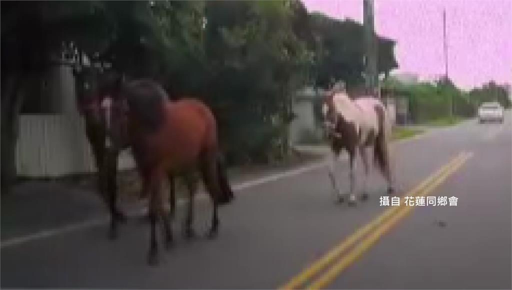 花蓮馬路上出現3匹馬。圖／翻攝自花蓮同鄉會