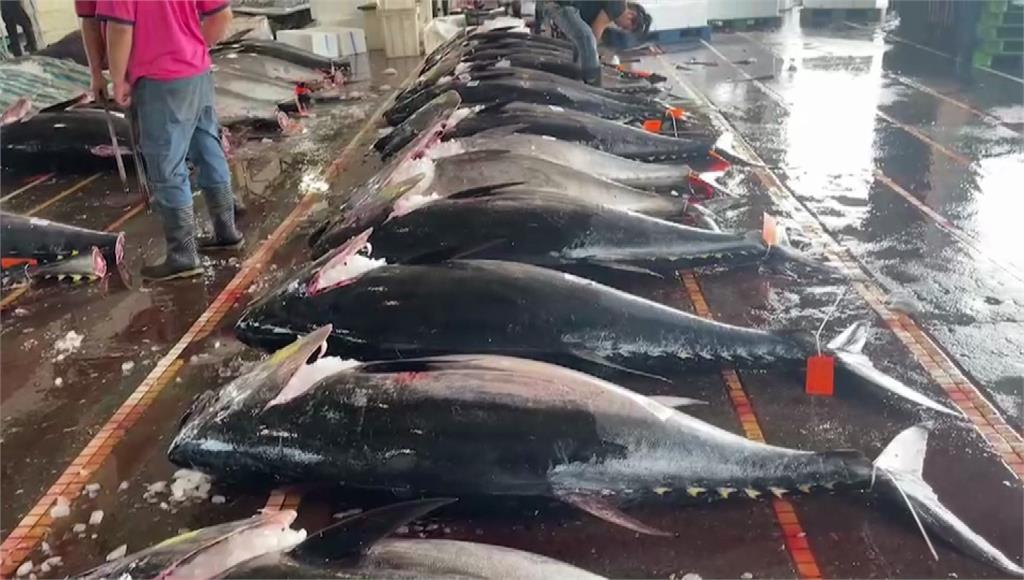 蘇澳黑鮪魚交易量創下20年來最高紀錄。圖／台視新聞