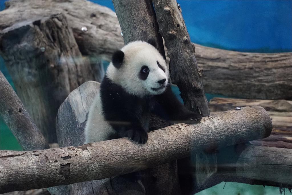 大貓熊「圓寶」將於12月29日正式開放見客。圖：台北市立動物園提供