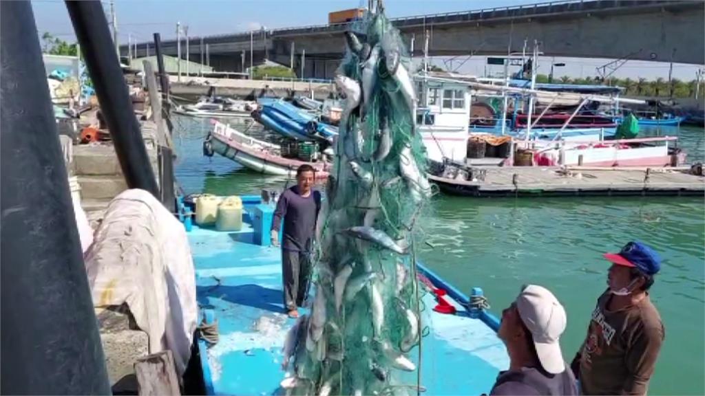 嘉義布袋漁民，捕撈近4000尾烏魚。圖／台視新聞