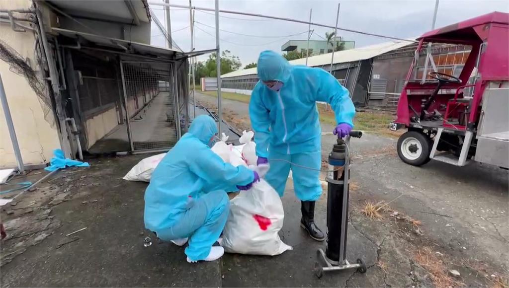 養鵝場爆出H5N1禽流感病毒，防疫人員撲殺1478隻鵝。圖／台視新聞