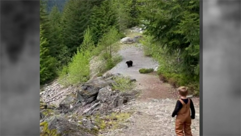 一家五口健行，驚見黑熊尾隨「距離僅數公尺」。圖／翻攝自網路