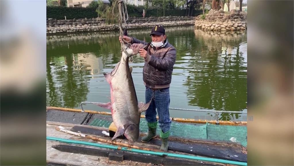 台南武承恩公園水池清淤發現60斤大魚。圖／下營上帝廟提供