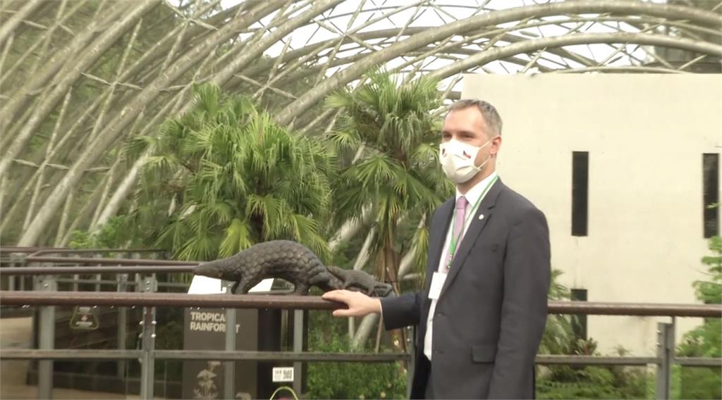 「脫團」遊動物園 布拉格市長盼穿山甲借殖