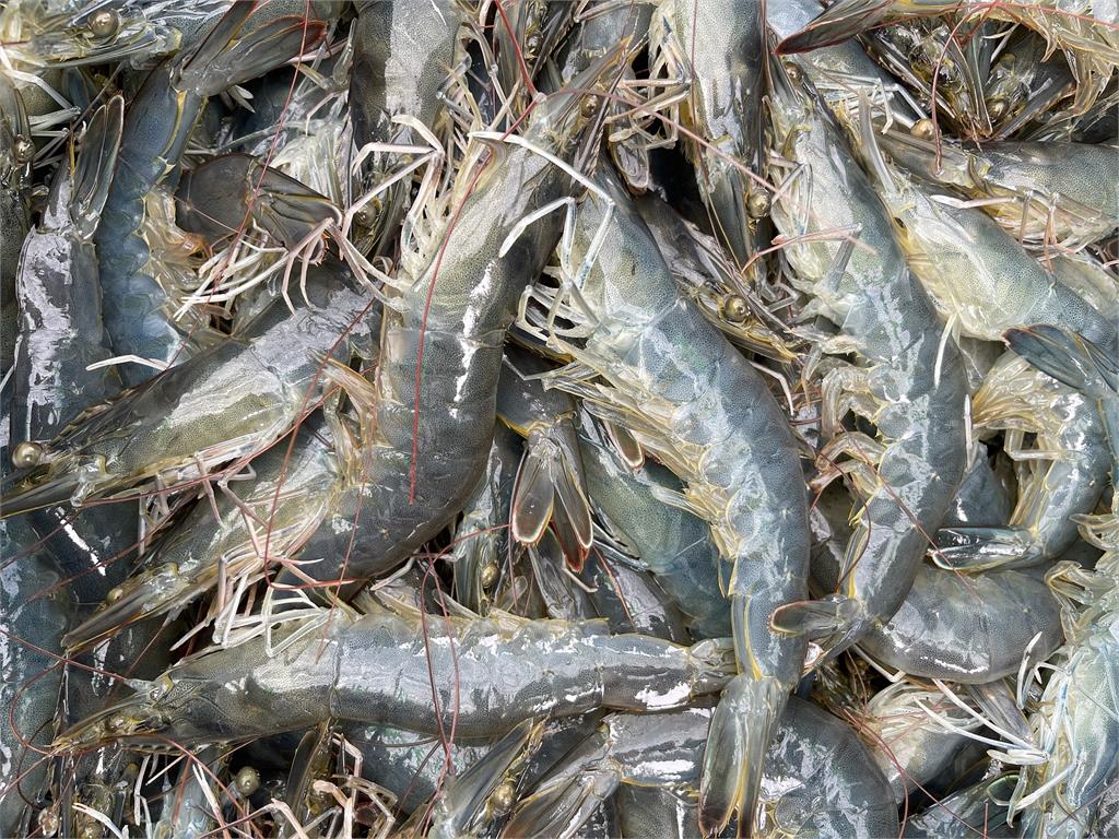 漁業署強調，白蝦可供應來源國家眾多，不會造成國內缺乏蝦類供應。示意圖／翻攝自Pixabay@trieutuan