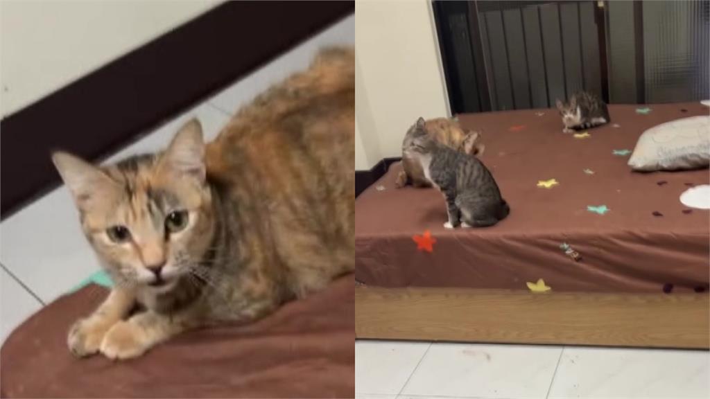 欠租近10萬！女租客閃人留24貓　「滿屋垃圾.排泄物」煉獄現場曝