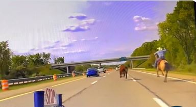 美國牛仔在高速公路逮牛。圖／翻攝自Twitter@mspmetrodet