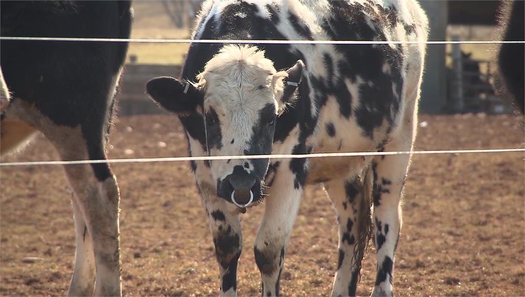 美國發現第二起乳牛感染禽流感再傳人病例。圖／CNN