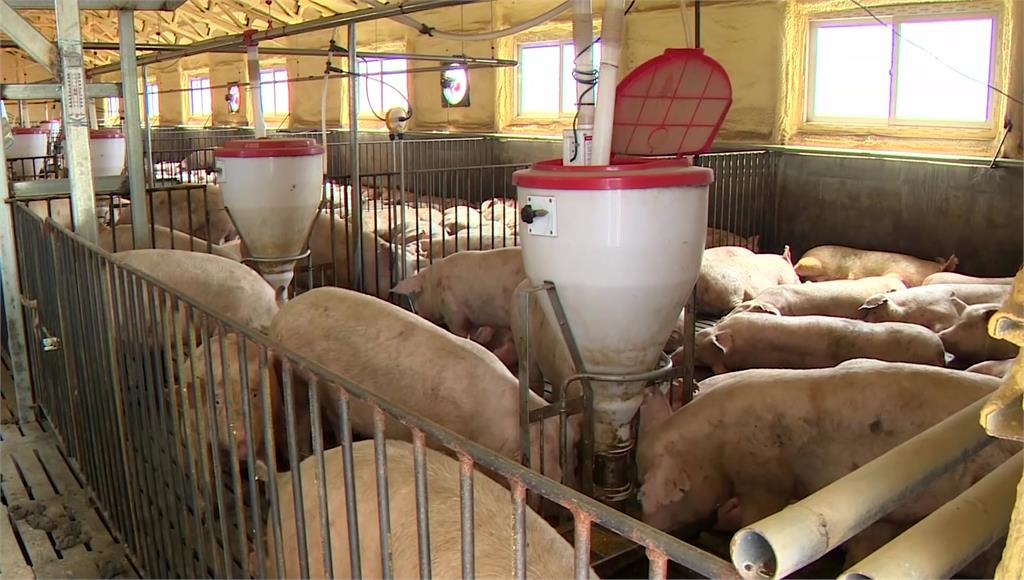 南韓時隔2個多月 再度出現非洲豬瘟案例