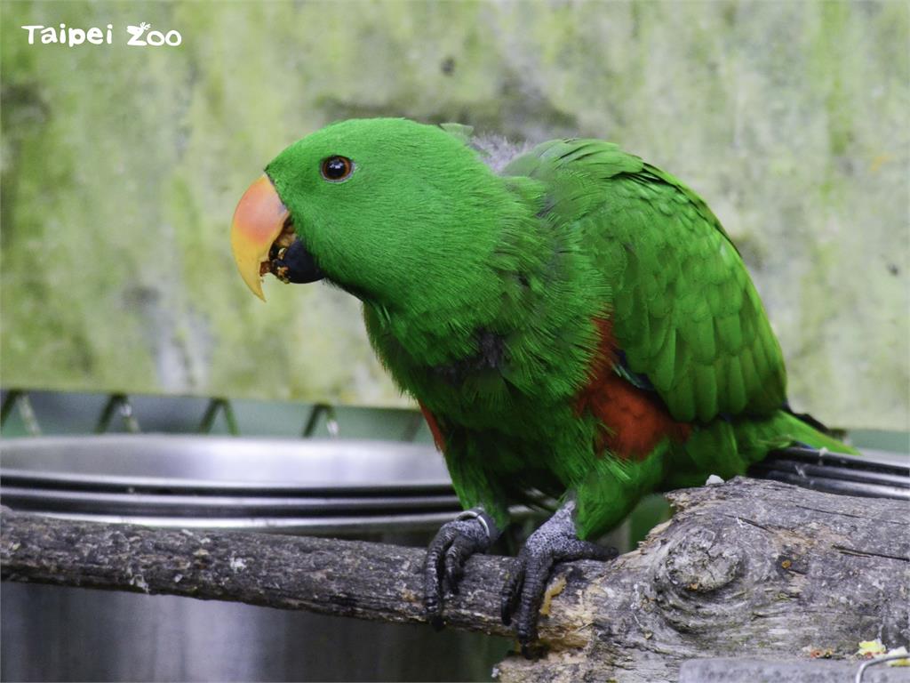 雄性的折衷鸚鵡體色是亮綠色。圖／臺北市立動物園提供