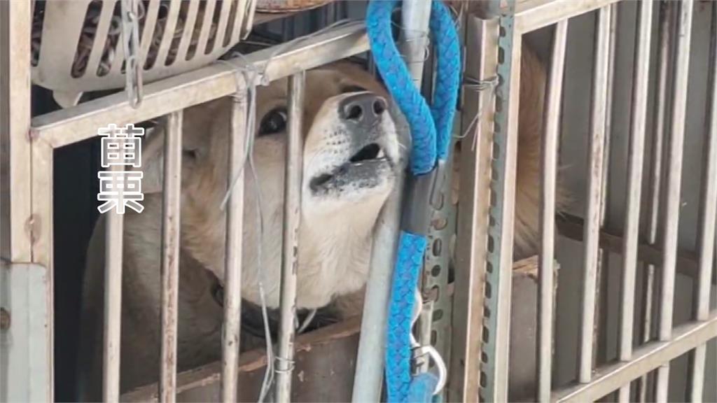 苗栗男遭檢舉虐狗「無外傷不成立」 動防所今緊急扣留犬隻安置