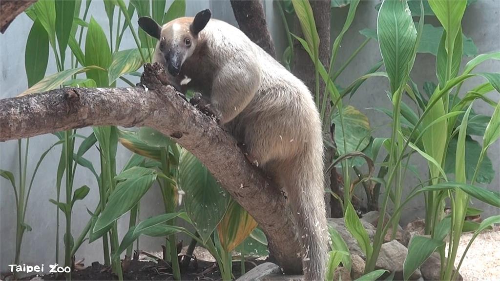 台北市立動物園驚傳動物失蹤！小食蟻獸「黑妞」脫逃 園方急尋中