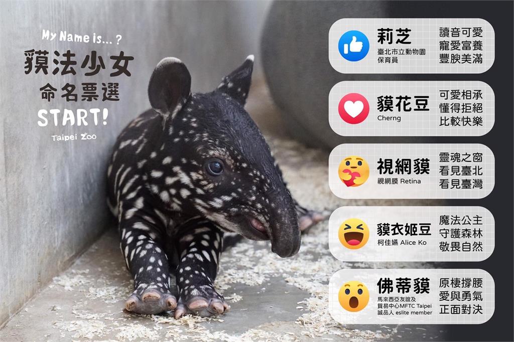 「貘法少女」命名活動前五名出爐。圖／翻攝自Taipei Zoo 臺北市立動物園臉書
