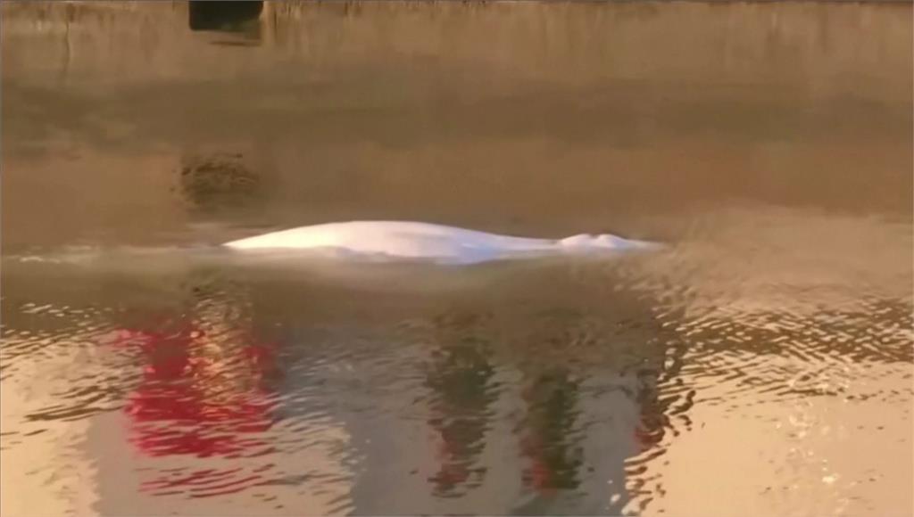 受困法國塞納河長達一週的白鯨，不幸在運送過程中健康惡化，獸醫決定執行安樂死。圖／美聯社、路透社