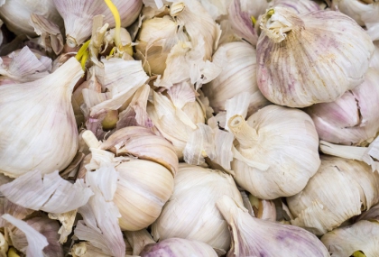 蒜頭發芽還能吃嗎？1圖看懂「能不能吃」  還能簡單在家種蒜苗