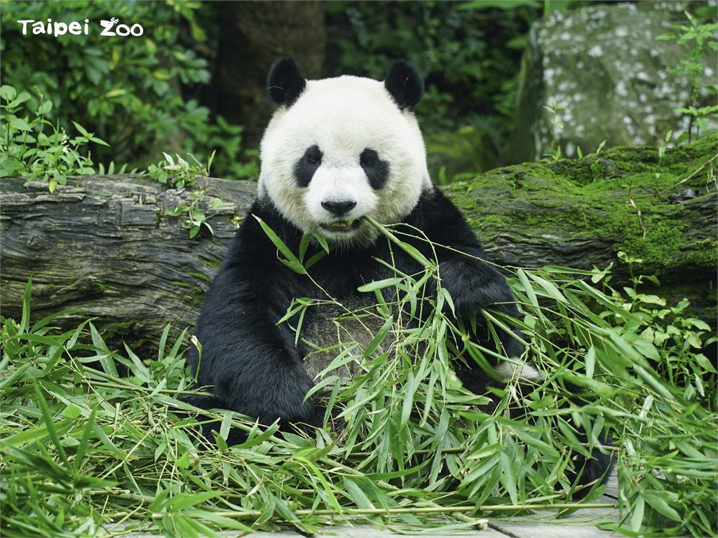 動物園傳授辨別大貓熊圓圓、圓仔、圓寶的小撇步。圖／台北市立動物園提供