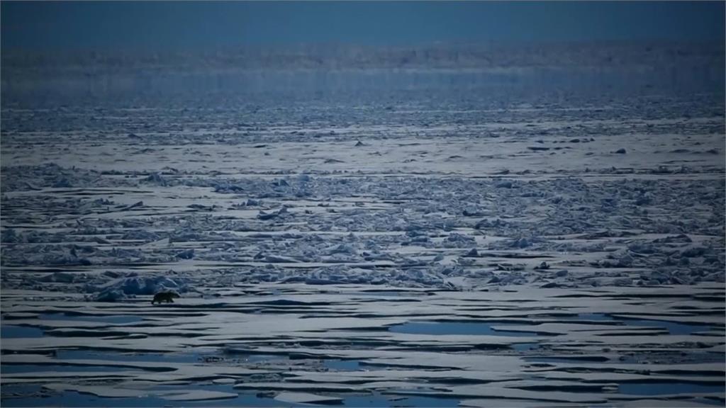 若全球暖化持續，對北極熊等生物將造成嚴重威脅。示意圖／翻攝自AP Direct