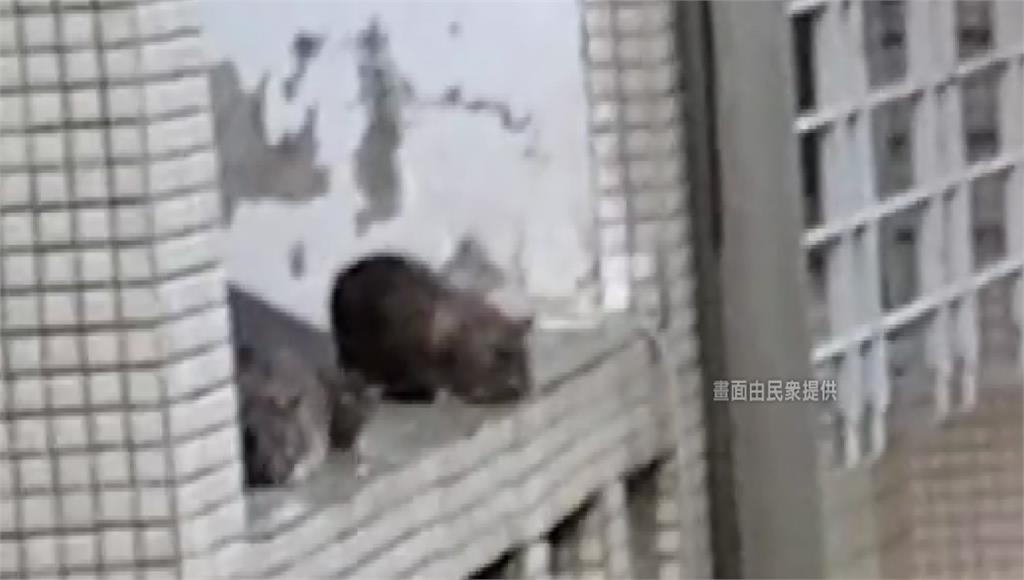 台南一名婦人秉持因果論不殺生，養百隻老鼠嚇壞鄰居。圖／民眾提供