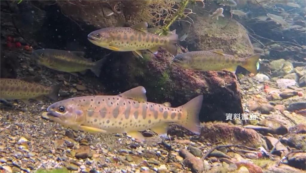 有民眾涉嫌到台中南湖溪，以釣具非法獵捕瀕臨絕種的國寶魚櫻花鉤吻鮭共2尾。圖／台視新聞（資料畫面）
