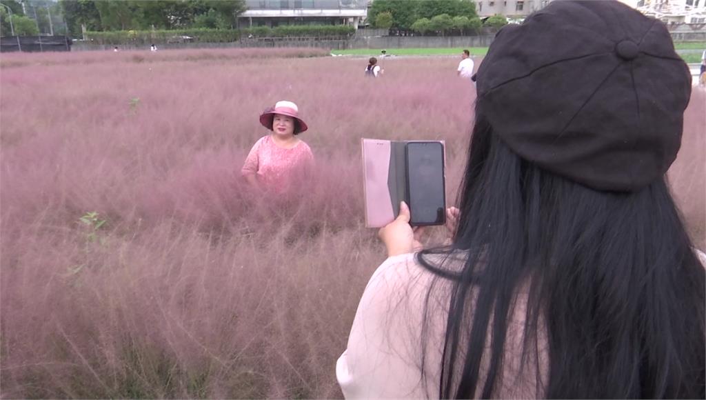 夢幻粉紅愛情草盛開 南投打卡熱點盼8/15開園