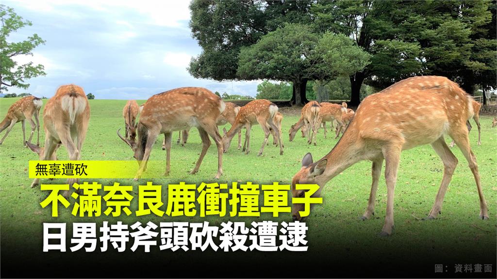 奈良公園野生鹿眾多，一名日籍男子因一時氣憤，持斧頭砍殺奈良鹿。圖：林均 攝