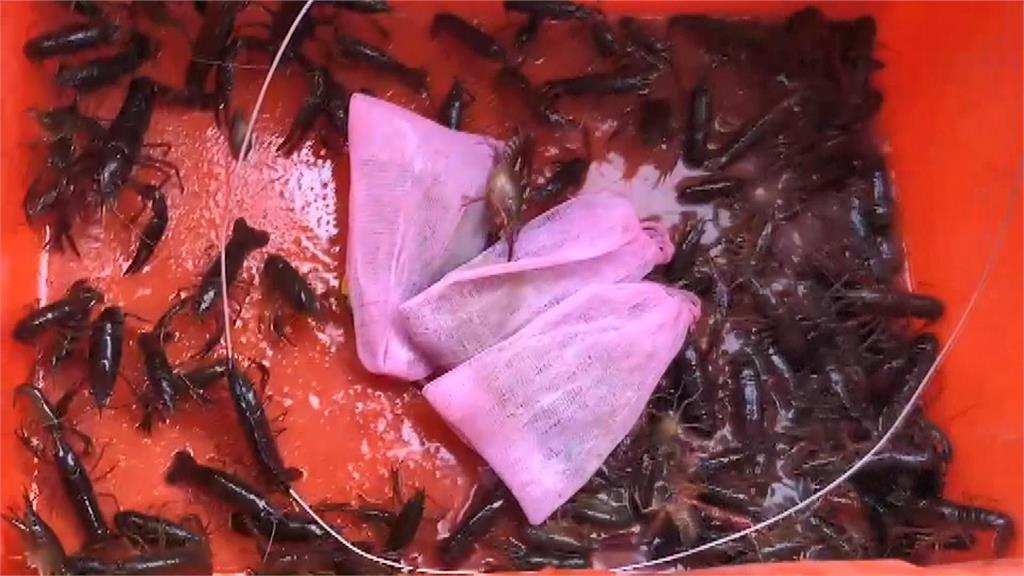 新竹市護城河近期出現大量的美國螯蝦。圖／台視新聞