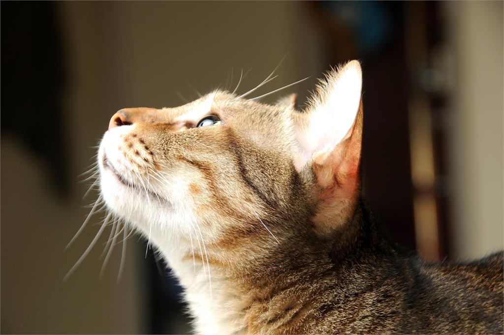 土耳其一隻貓咪因遺傳基因突變有四個耳朵，相當罕見。示意圖／翻攝自PIXABAY（非當事畫面）