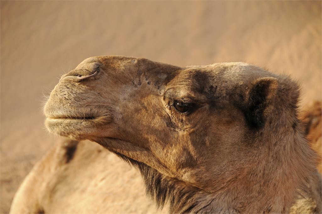 上百萬、來自世界各地的球迷入境卡達觀賽、觀光，導致當地駱駝的「載客量」暴增。圖／翻攝自Pixabay（示意圖，非當事畫面）