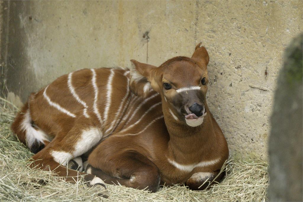 今年元宵節，「蘭雅」在傍晚時分順利誕下幼仔，保育員取名為「元宵」。圖／台北市立動物園提供