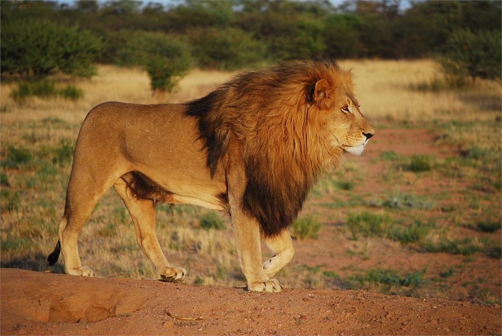 河南馬戲團驚傳獅子在表演中逃脫。示意圖／翻攝自Pixabay（非當事畫面）