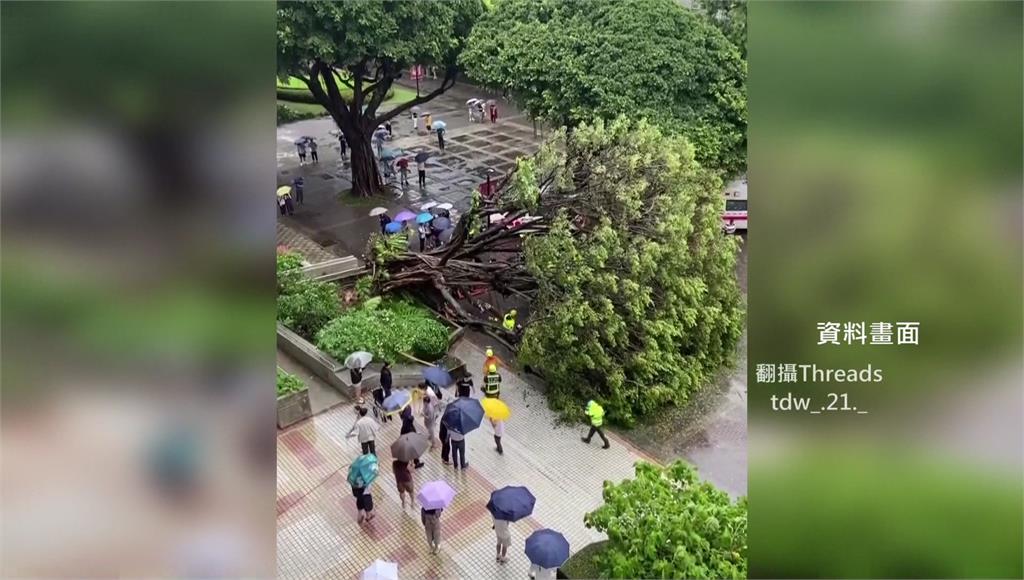 逢甲大學榕樹壓死碩士生！校長等5人均獲不起訴 母淚控對司法失望