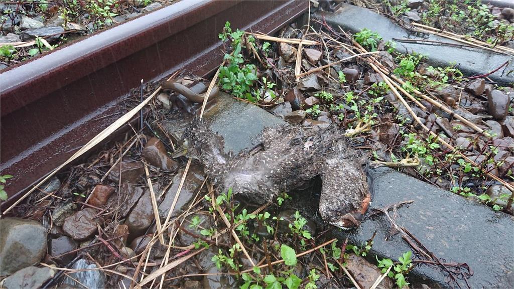 大鳥卡電車線！台鐵電力設備故障 龜山礁溪站間列車...