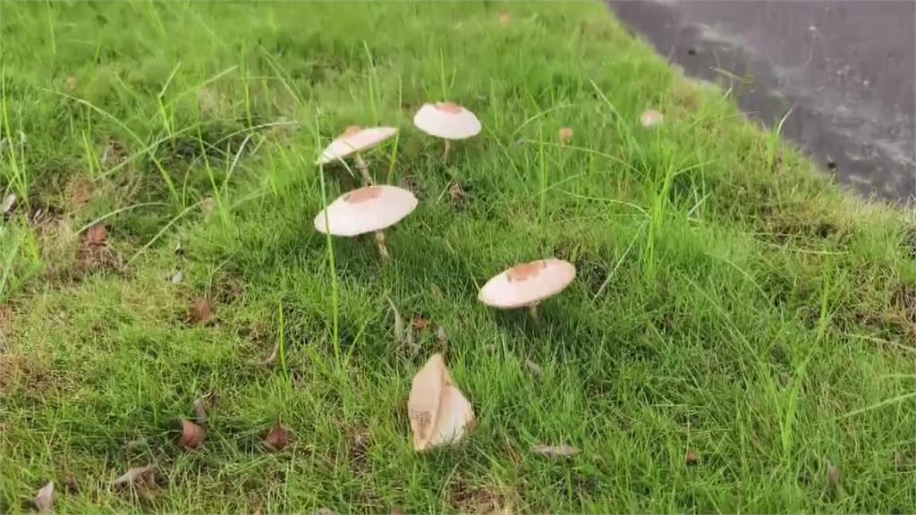 高雄連日大雨又長巨型白菇 公園處：野生蕈菇勿隨意摘食
