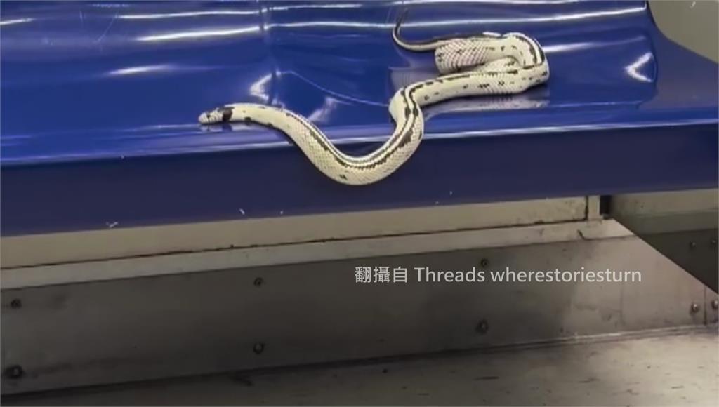 北捷有蛇！飼主滑社群才知愛寵逃出 挨罰金額出爐