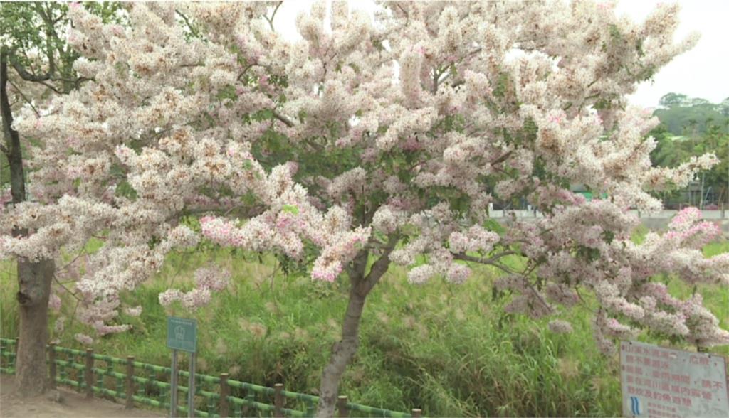 嘉義竹崎親水公園的花旗木熱情綻放。圖／台視新聞