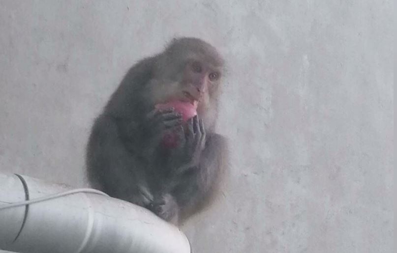 日本福岡縣昨（3）日上午，有獼猴突然出現日本福岡市鬧區（示意圖）。圖：台視新聞