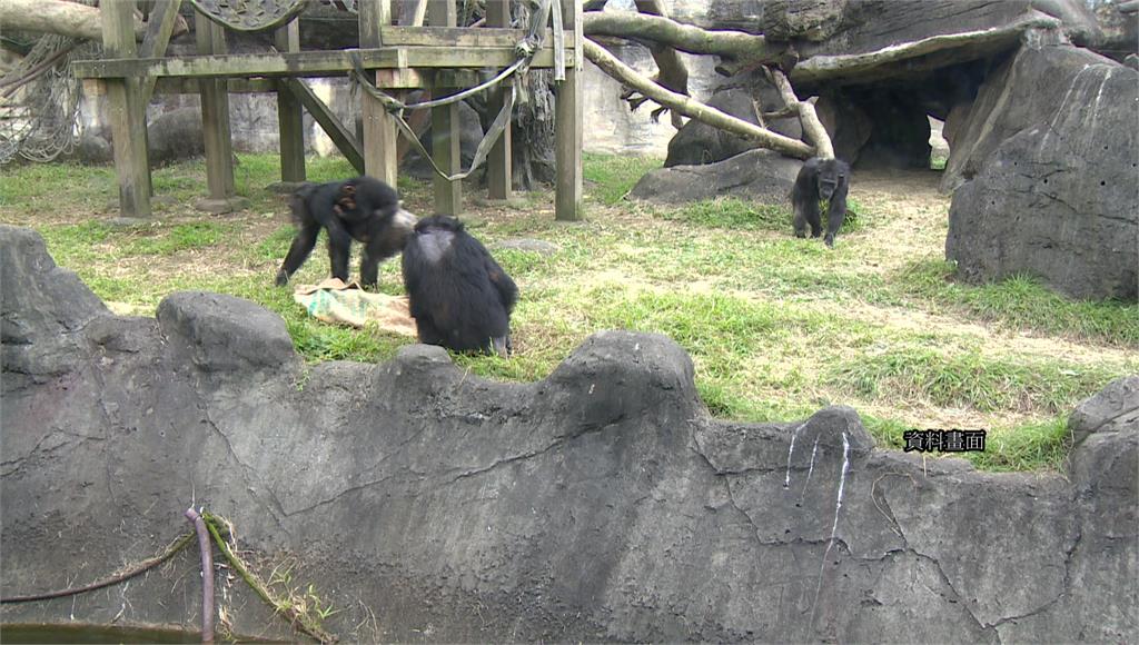 野生白鼻心誤闖北市動物園黑猩猩區遭攻擊致死。圖／台視新聞（資料畫面，非當事畫面）