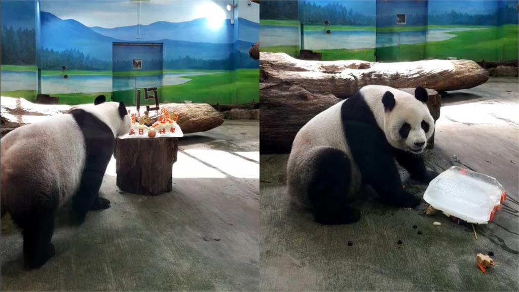 圓圓今天滿19歲。圖／翻攝自Facebook@Taipei Zoo 臺北市立動物園