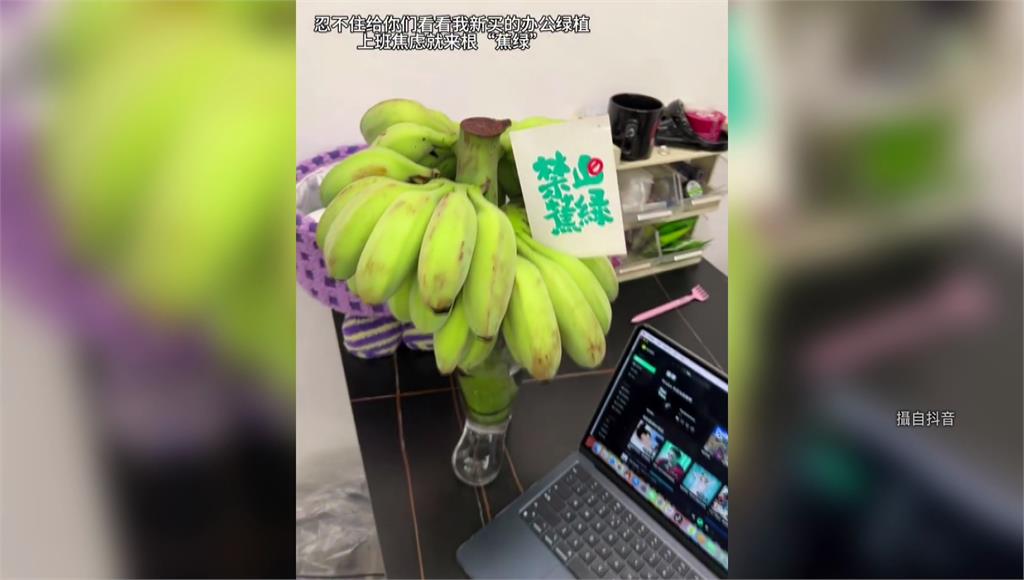 禁止「蕉綠」！ 中國上班族興起辦公室種香蕉