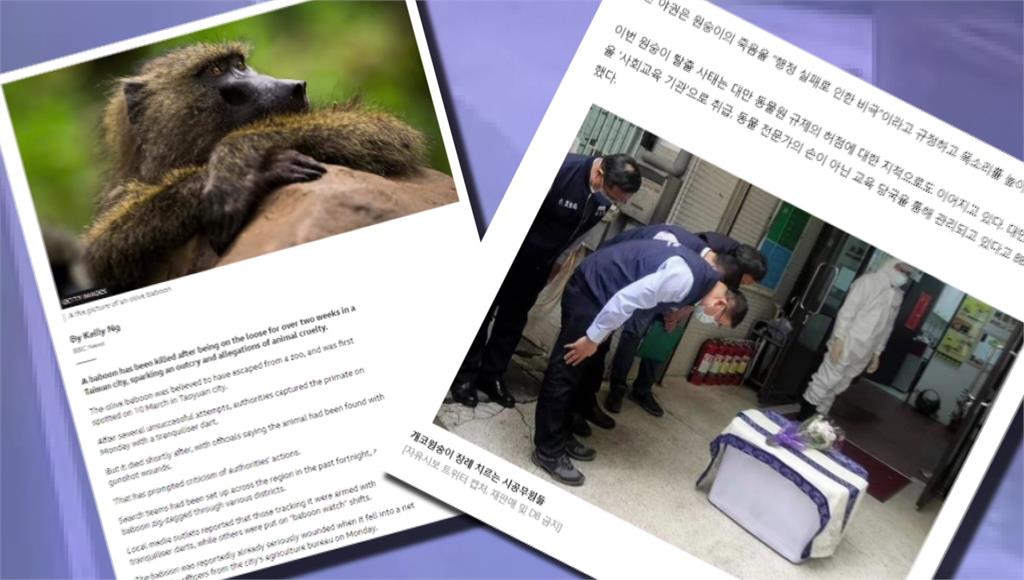 狒狒之死登上BBC和韓聯社，又掀起一波討論。圖／台視新聞