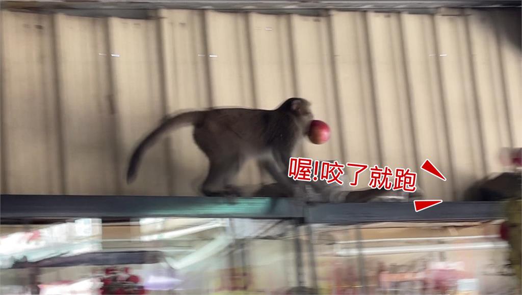 八卦山地區又傳出嚴重猴害，台灣獼猴經常進到民宅搶奪食物。圖／台視新聞