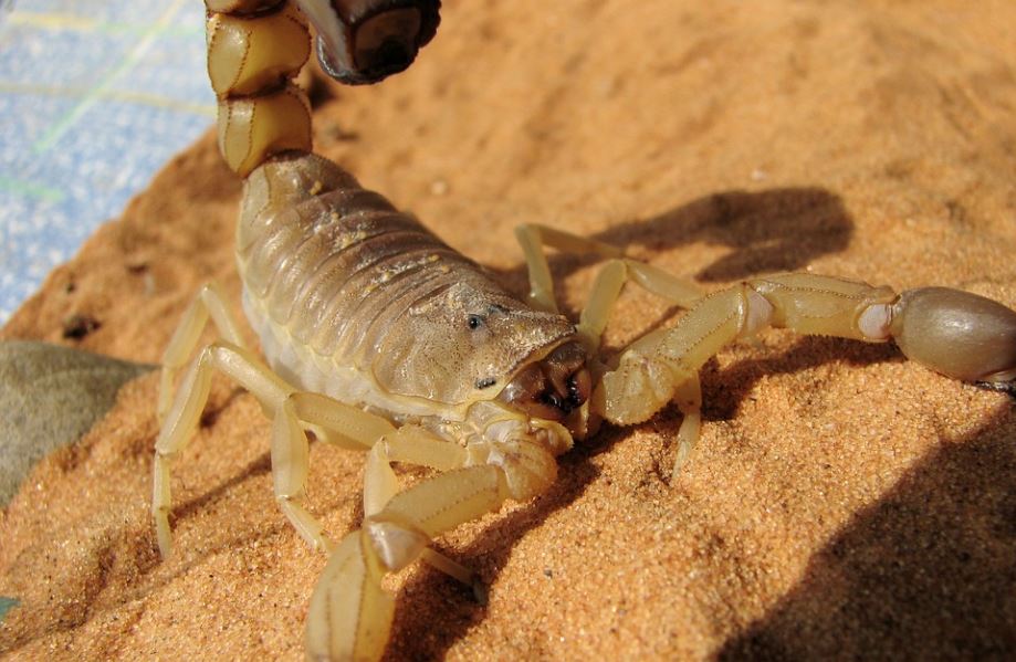 埃及出現大批毒蠍，目前已有3人死亡、400多人傷。示意圖／翻攝自免費圖庫pixabay